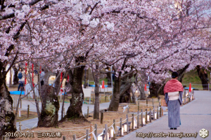 cherry-blossoms20160401_04