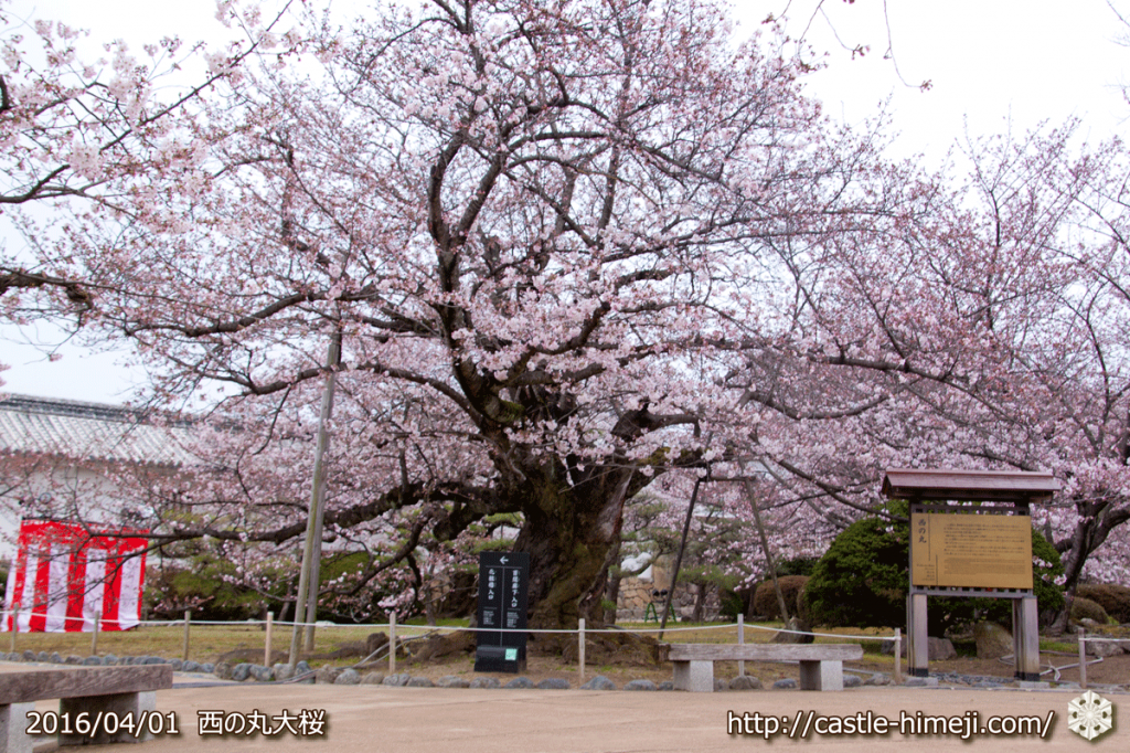 cherry-blossoms20160401_13