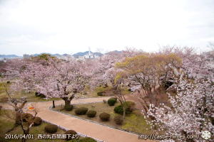 cherry-blossoms20160401_16