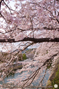 cherry-blossoms20160402_07