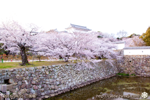 cherry-blossoms20160402_10