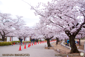 cherry-blossoms20160404_04