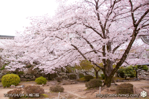 cherry-blossoms20160404_09