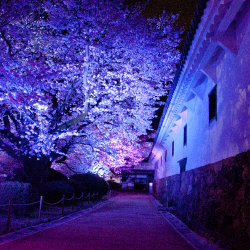 桜満開 姫路城夜桜会はやっぱり満開の今がおすすめ 満開の芸術美 終了 姫路城観光おすすめ 見どころ案内