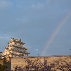 ２年連続 雨で始まる夜桜会 雨は上がり 虹も祝福する姫路城 姫路城観光おすすめ 見どころ案内