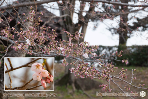 blooming-cherry-blossoms_04