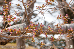 bud-opening-cherry-blossoms_04