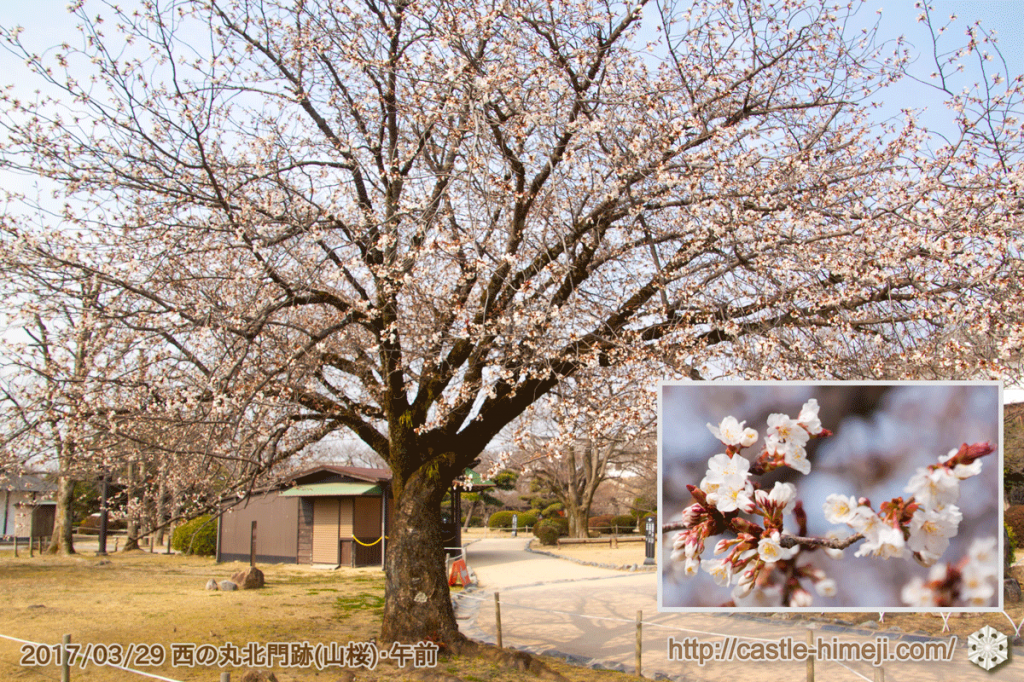 bud-opening-cherry-blossoms_08