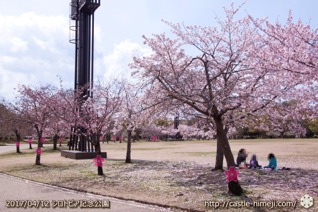 area-of-not-bloom-cherry-blossom_02