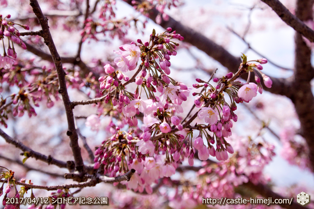 area-of-not-bloom-cherry-blossom_03