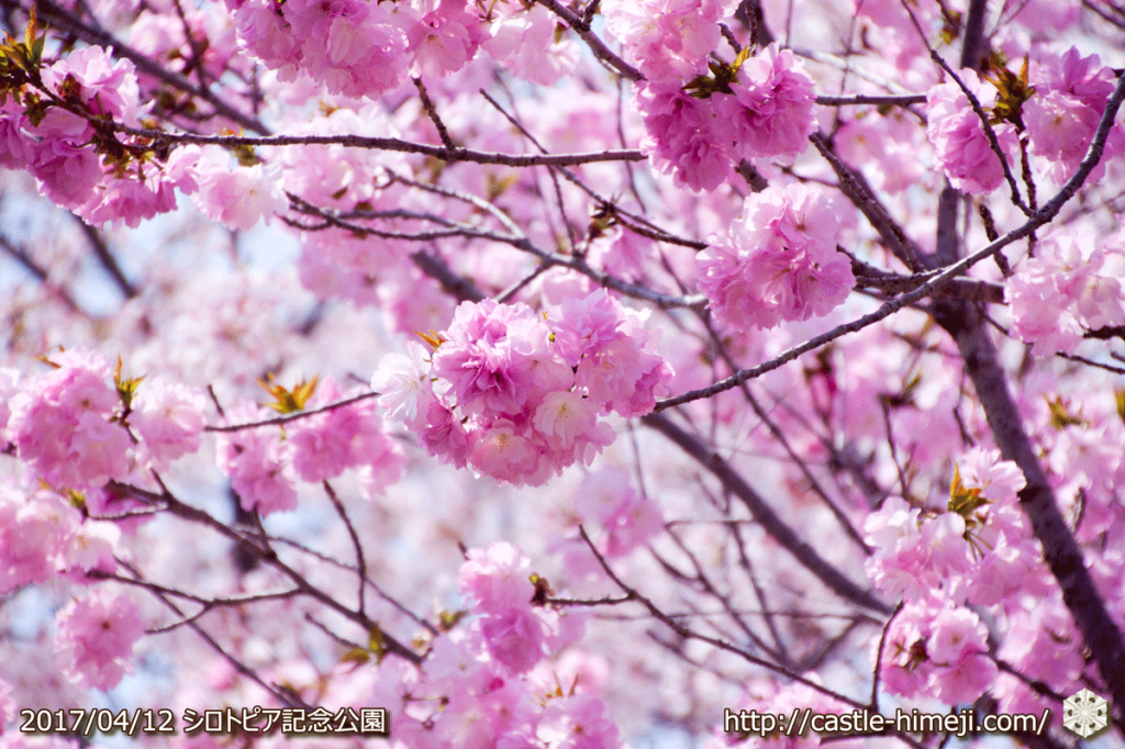 area-of-not-bloom-cherry-blossom_04