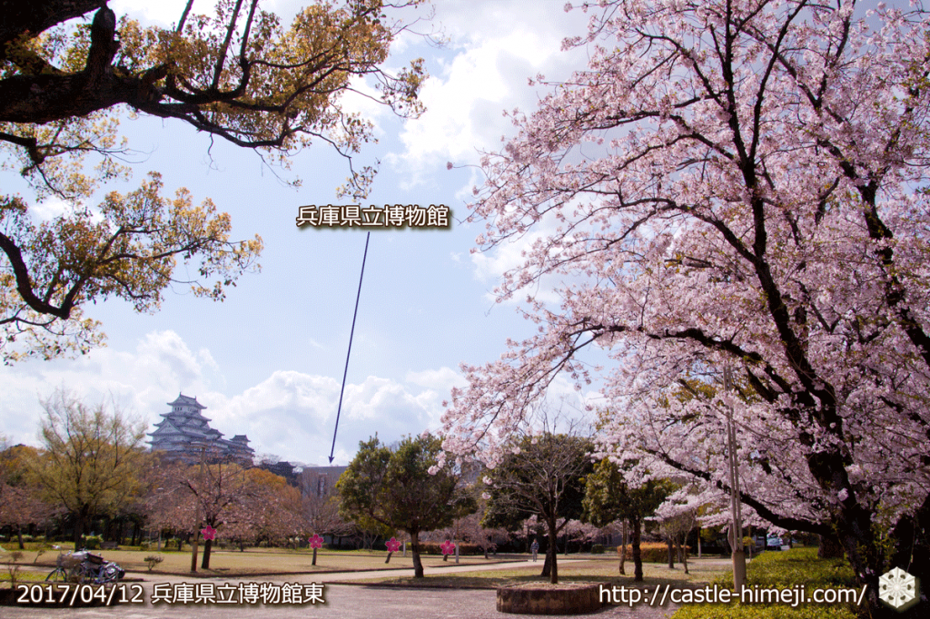area-of-not-bloom-cherry-blossom_05