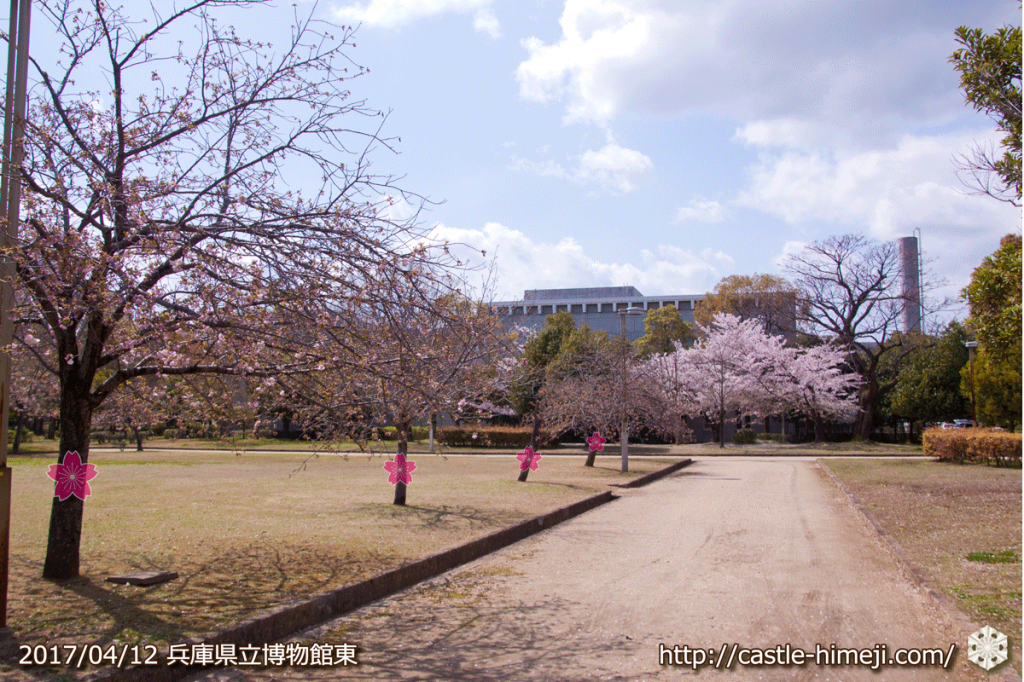 area-of-not-bloom-cherry-blossom_06