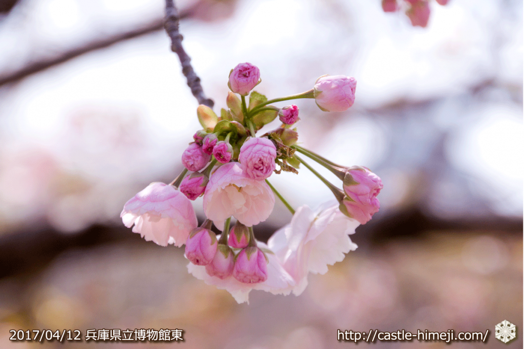 area-of-not-bloom-cherry-blossom_07