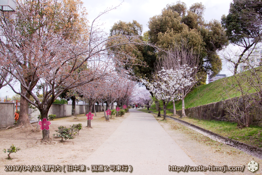 area-of-not-bloom-cherry-blossom_08