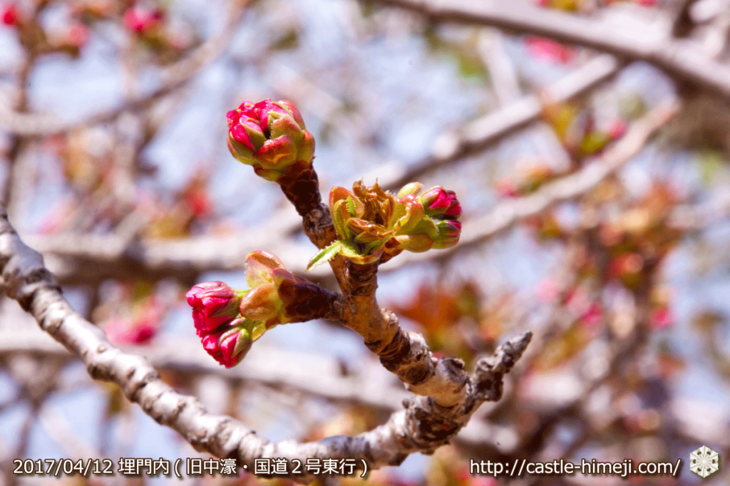 area-of-not-bloom-cherry-blossom_09