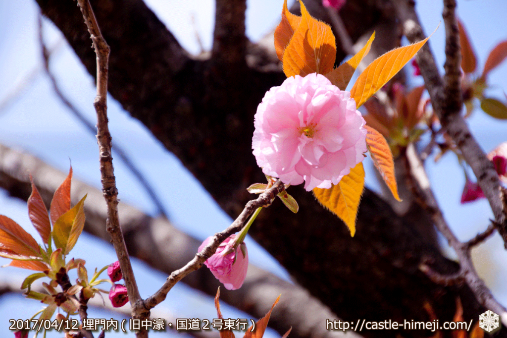 area-of-not-bloom-cherry-blossom_10