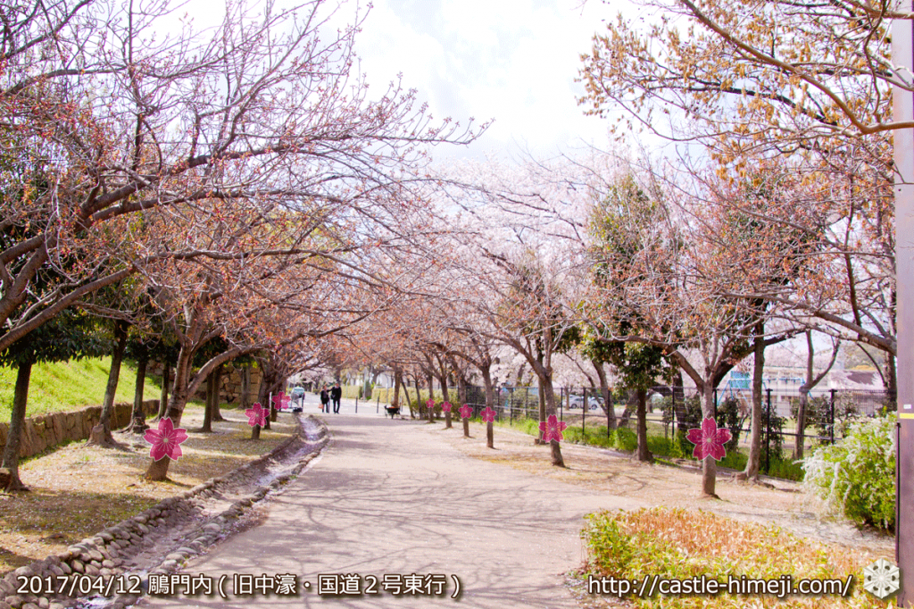 area-of-not-bloom-cherry-blossom_11