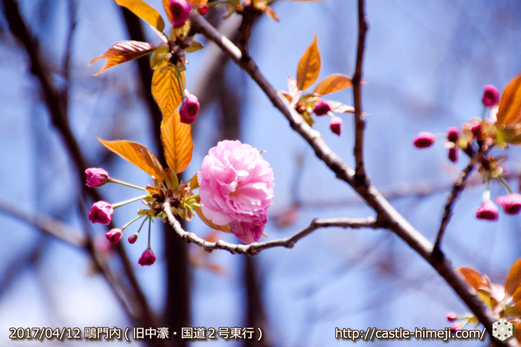 area-of-not-bloom-cherry-blossom_12