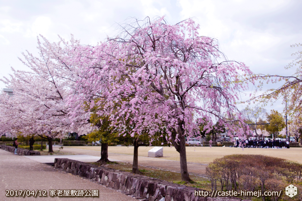 area-of-not-bloom-cherry-blossom_13