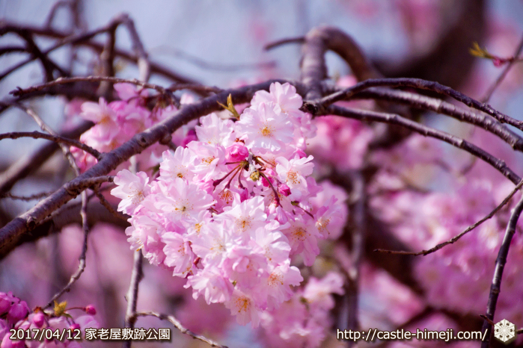 area-of-not-bloom-cherry-blossom_14