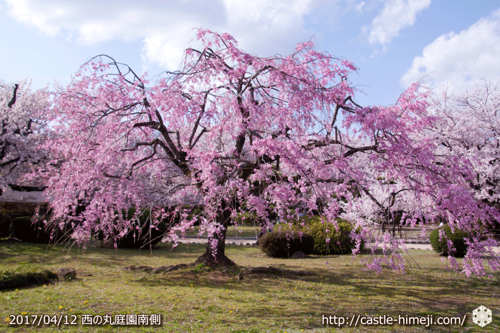area-of-not-bloom-cherry-blossom_15