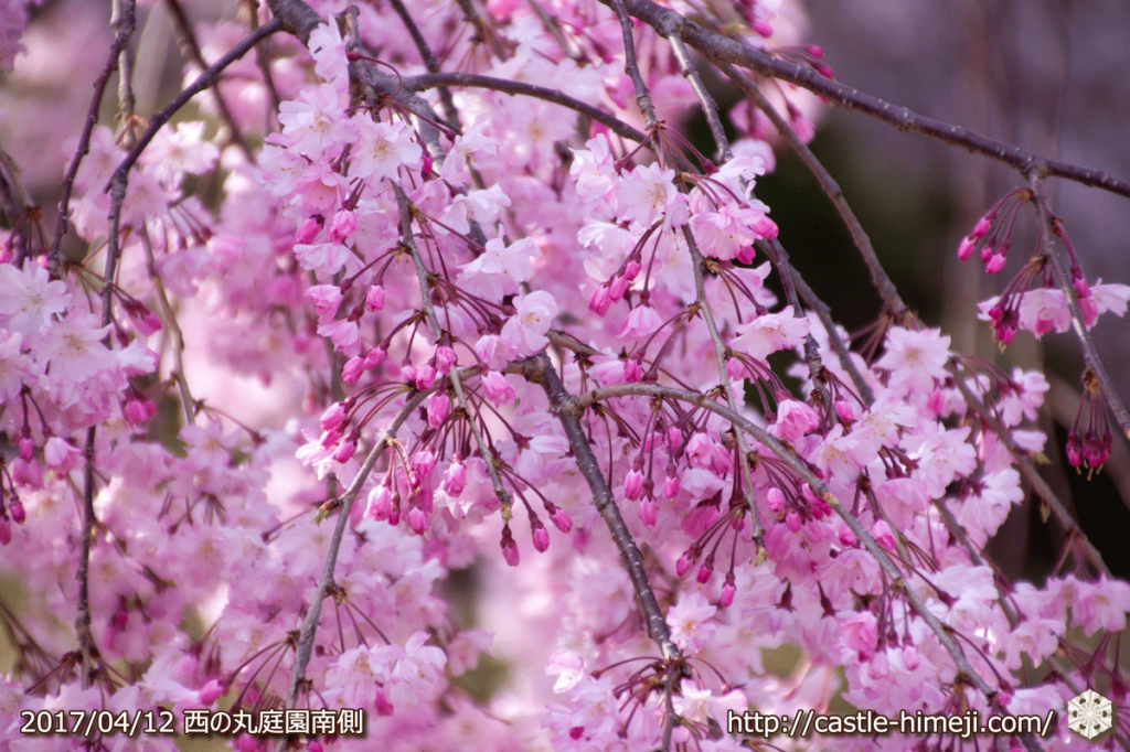area-of-not-bloom-cherry-blossom_16