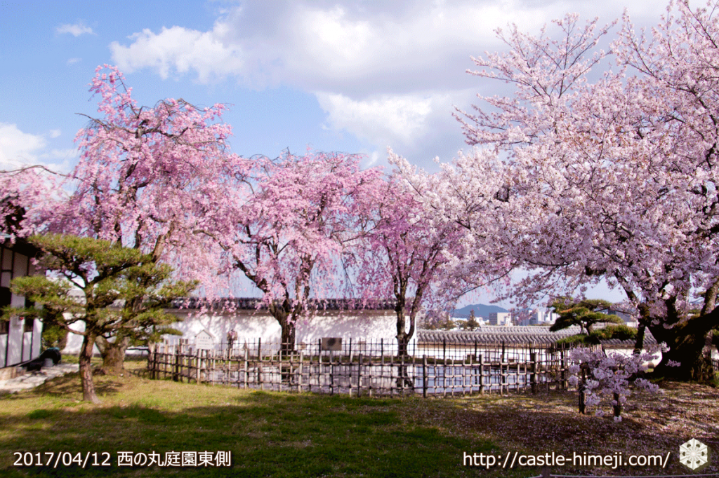 area-of-not-bloom-cherry-blossom_17