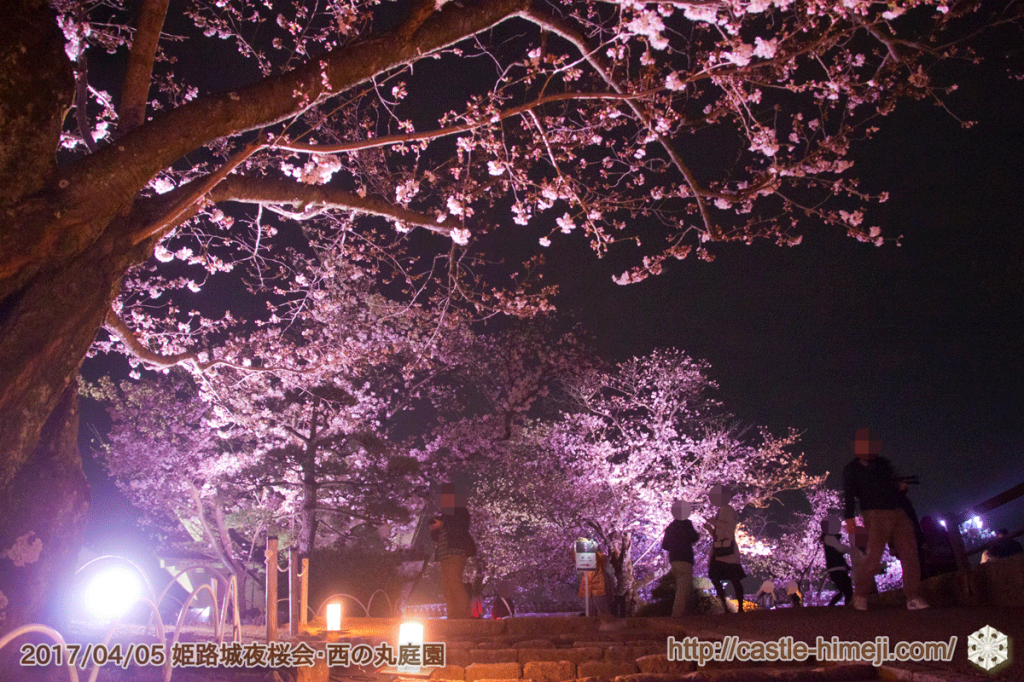 cherry-blossoms-night2017_3rd_02