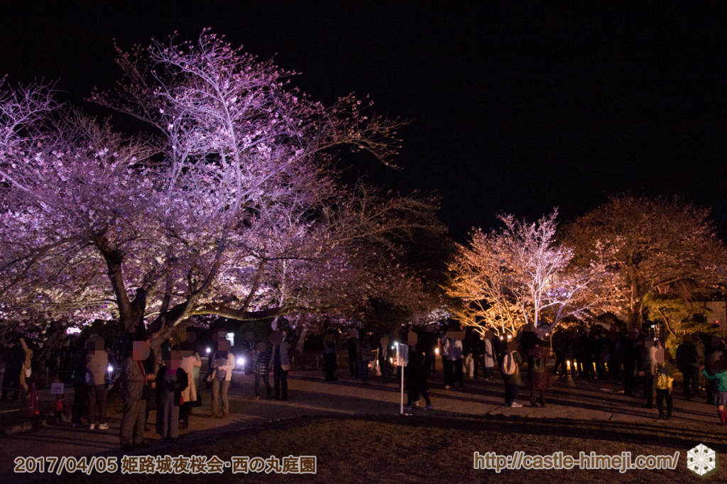 cherry-blossoms-night2017_3rd_03