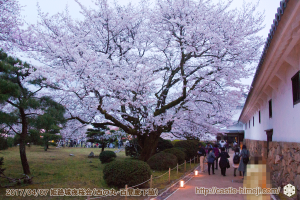 cherry-blossoms-night2017_5rd_02