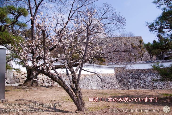 cherry-blossoms20180310_inside_06