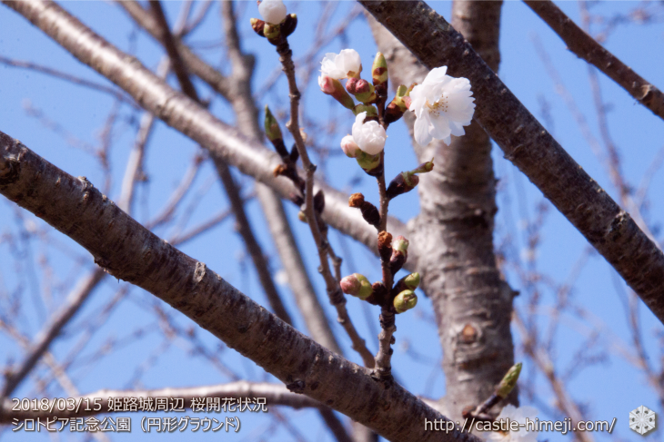cherry-blossoms20180310_naka_04
