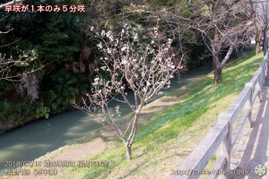 cherry-blossoms20180310_naka_10