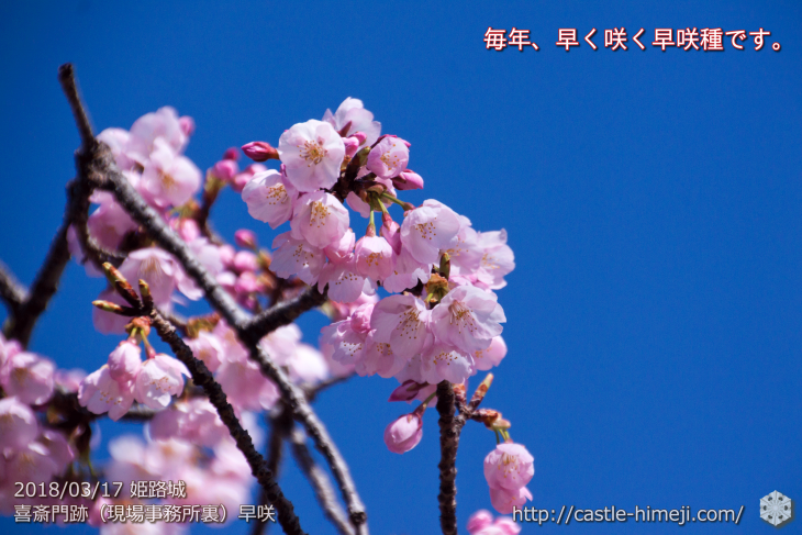 cherry-blossoms20180317_naka_02