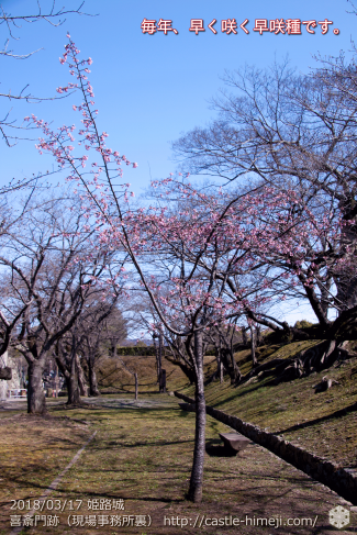 cherry-blossoms20180317_naka_03