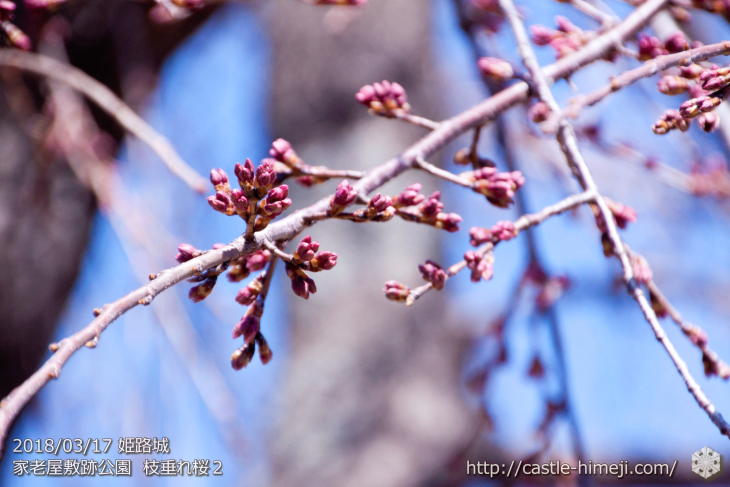 cherry-blossoms20180317_naka_09