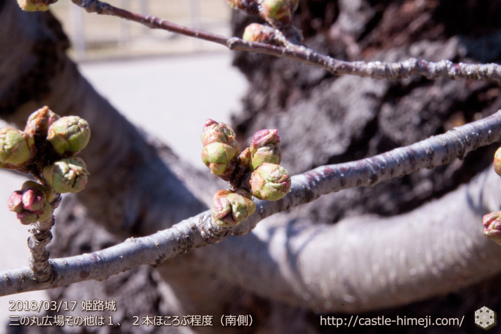 cherry-blossoms20180317_uchi_11