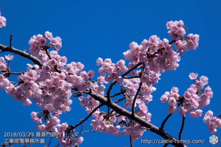 cherry-blossoms20180323_naka1_06