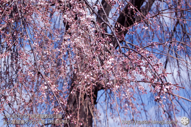 cherry-blossoms20180323_naka1_20