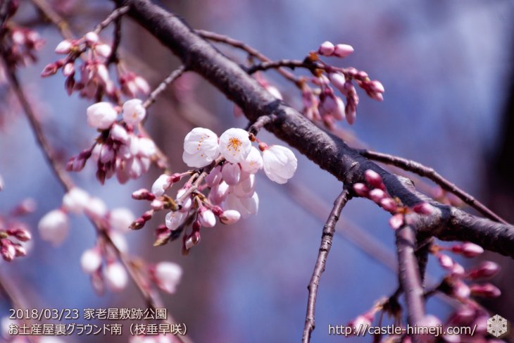 cherry-blossoms20180323_naka1_21