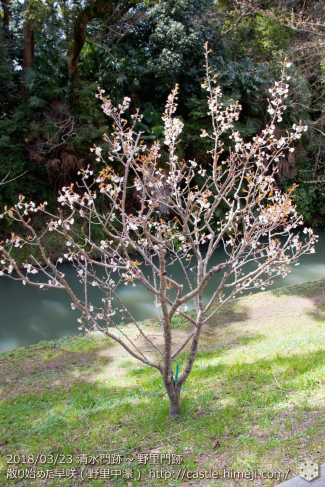 cherry-blossoms20180323_naka2_12