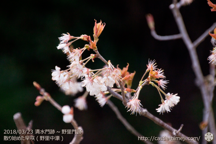 cherry-blossoms20180323_naka2_13