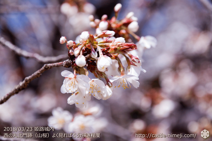 cherry-blossoms20180323_uchi_10