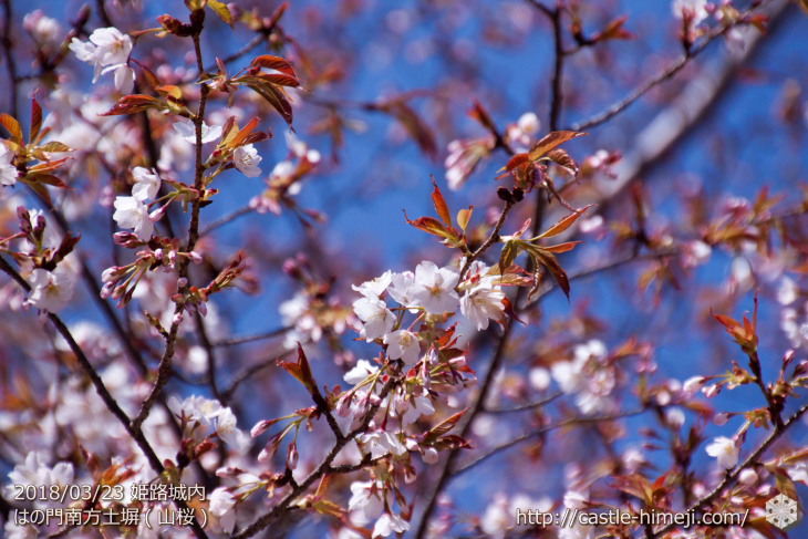 cherry-blossoms20180323_uchi_13