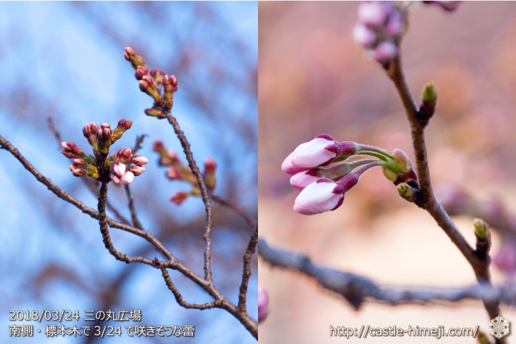 cherry-blossoms20180324_uchi_04