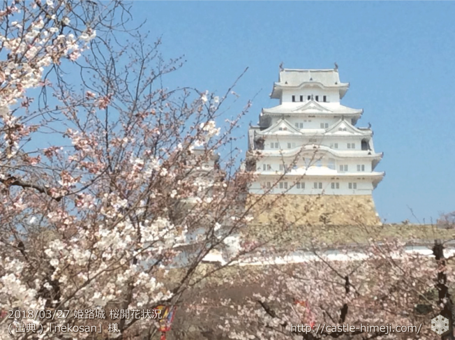 cherry-blossoms20180327_uchi_04
