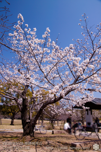 cherry-blossoms20180328_naka1_03
