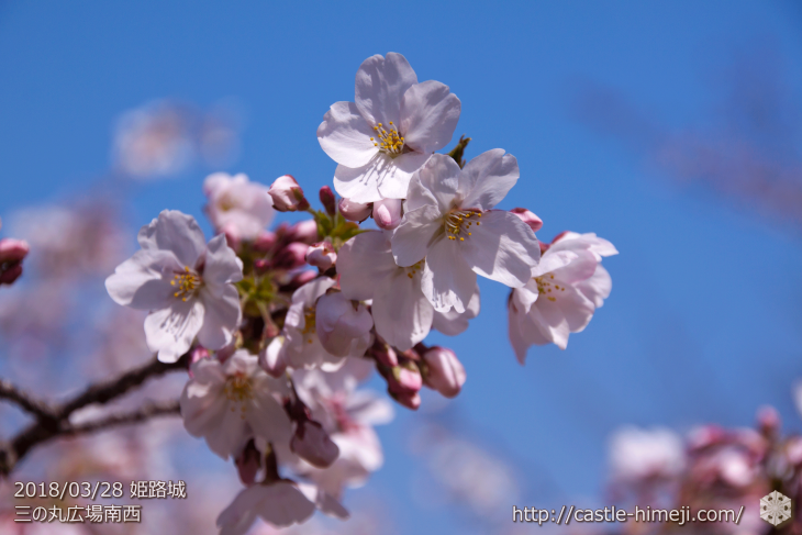 cherry-blossoms20180328_uchi_04