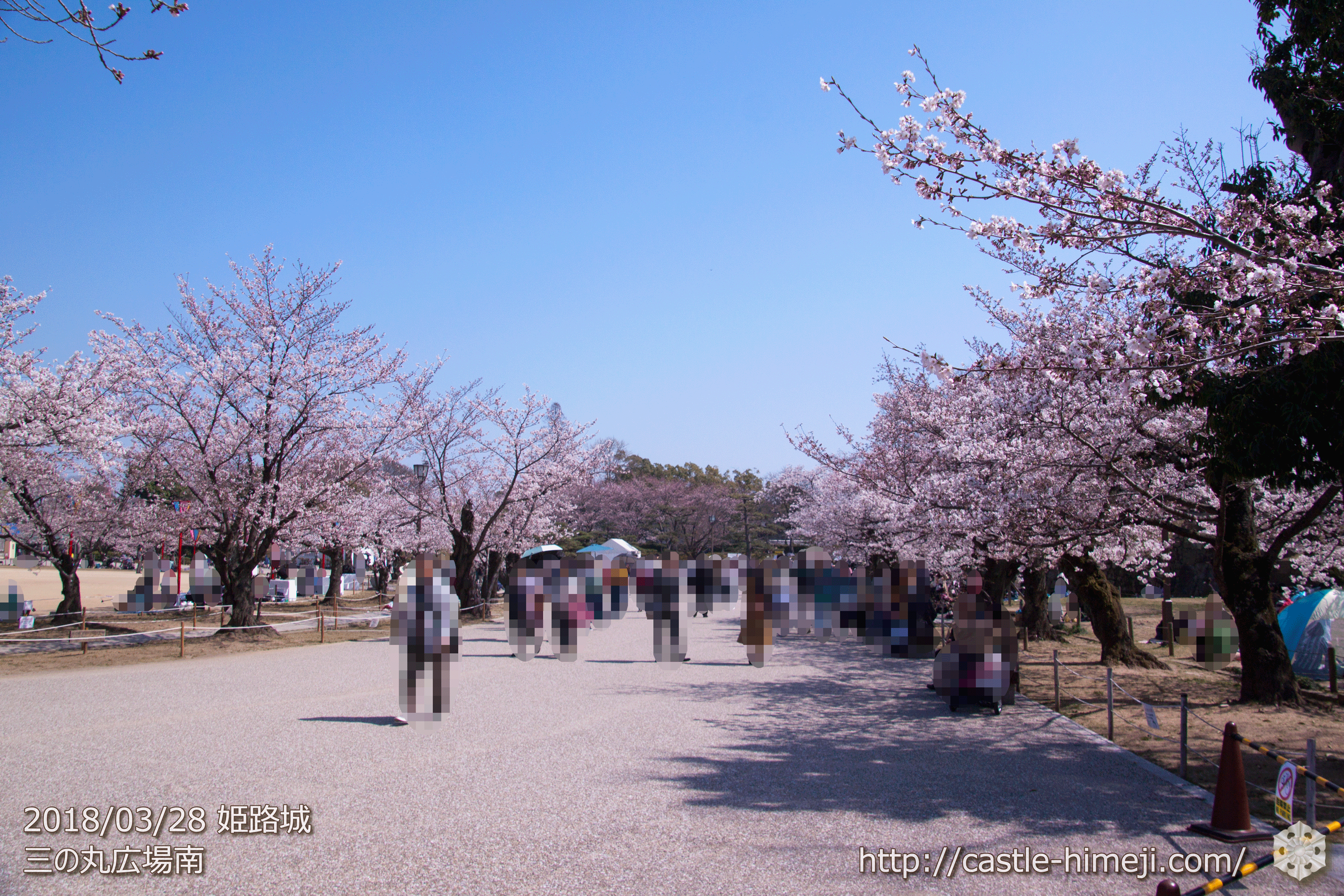 3分 5分咲 姫路市 満開 発表 18 3 28の姫路城の桜速報 開花状況 桜によって5分咲きも 姫路城観光おすすめ 見どころ案内